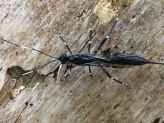 Xorides stigmapterus