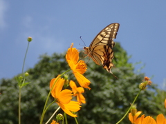 Papilio machaon hippocrates