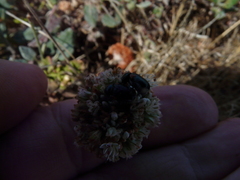 Saxinis saucia