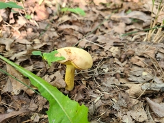 Xerocomus illudens