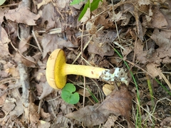 Xerocomus illudens