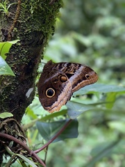 Caligo atreus