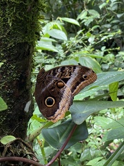 Caligo atreus