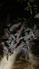 Tradescantia pallida