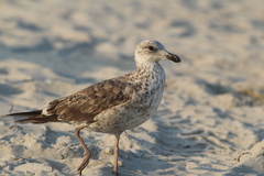 Larus fuscus graellsii