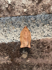 Choristoneura rosaceana