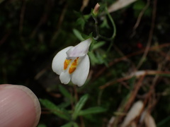 Mazus alpinus