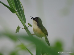 Prinia socialis