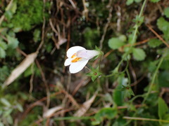 Mazus alpinus