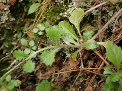Mazus alpinus