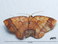 Melinodes detersaria