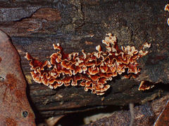 Xylobolus spectabilis