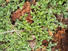 Macroptilium gibbosifolium