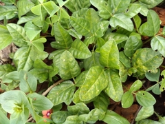 Macroptilium gibbosifolium