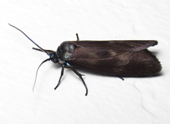 Urodidae