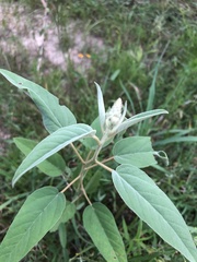 Croton capitatus capitatus
