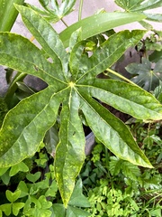 Fatsia