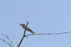 Streptopelia chinensis