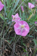 Convolvulus arvensis