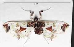 Neoleucinodes