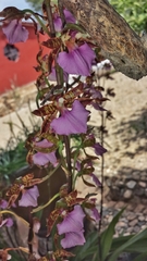 Rhynchostele bictoniensis