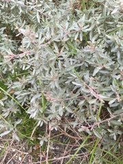 Atriplex paludosa paludosa