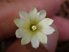 Gentiana scabrida