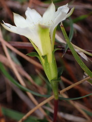 Gentiana scabrida