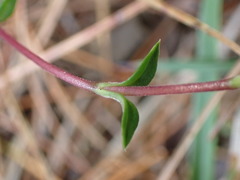 Gentiana scabrida