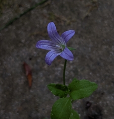 Campanula californica