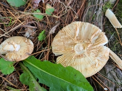 Russula katarinae