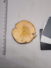 Russula katarinae