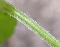 Campanula californica