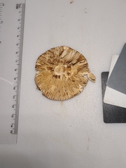 Russula katarinae