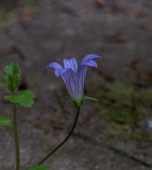 Campanula californica