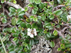 Cotoneaster morrisonensis