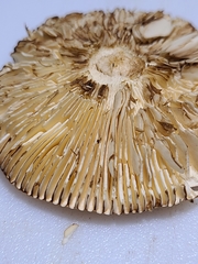 Russula katarinae
