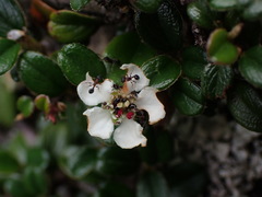 Cotoneaster morrisonensis