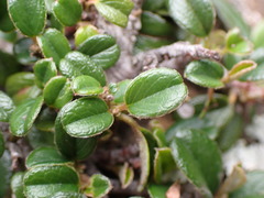 Cotoneaster morrisonensis