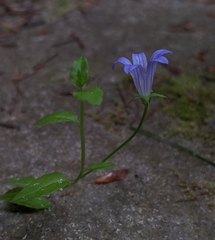 Campanula californica