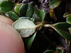Cotoneaster morrisonensis