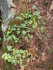 Capnoides sempervirens