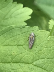 Graphocephala appropinquans