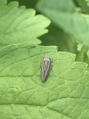 Graphocephala appropinquans