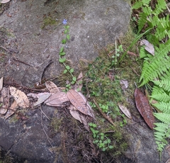 Campanula californica