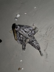 Ogcocephalus
