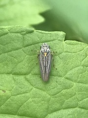 Graphocephala appropinquans