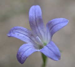 Campanula californica