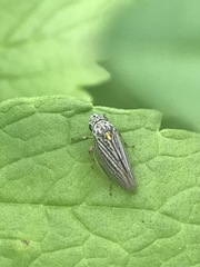 Graphocephala appropinquans