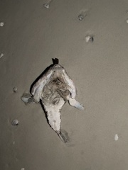 Ogcocephalus